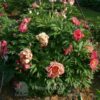 pfingstrose-paeonia-peony-Magical mystery tour