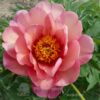 pfingstrose-paeonia-peony-Magical Mystery Tour