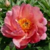 pfingstrose-paeonia-peonyMagical Mystery Tour