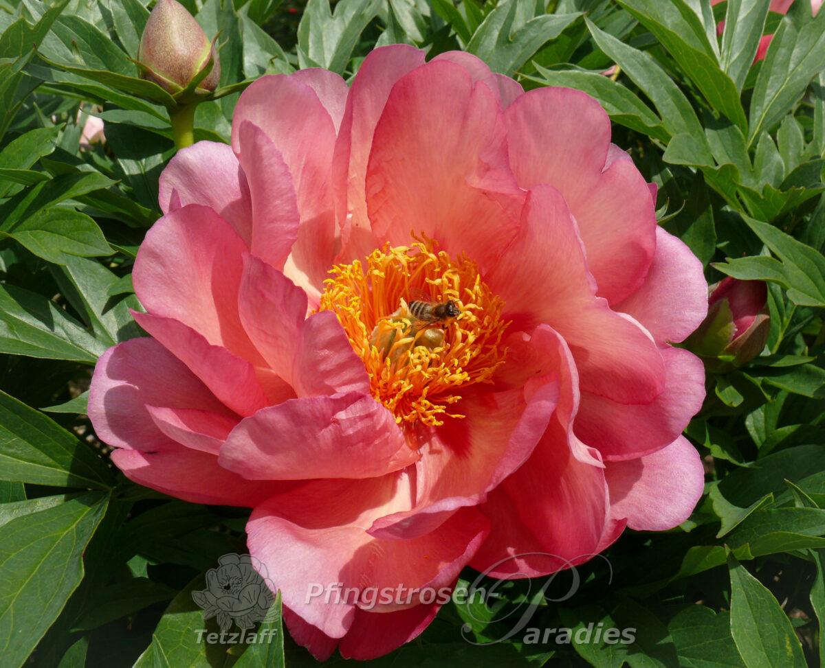 pfingstrose-paeonia-peonyMagical Mystery Tour