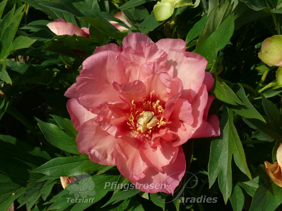 pfingstrose-paeonia-peony-Magical mystery tour
