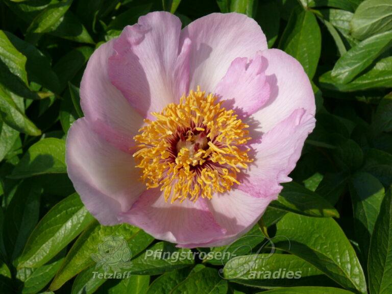 Paeonia 'Mai Fleuri' | Pfingstrosen-Paradies Tetzlaff