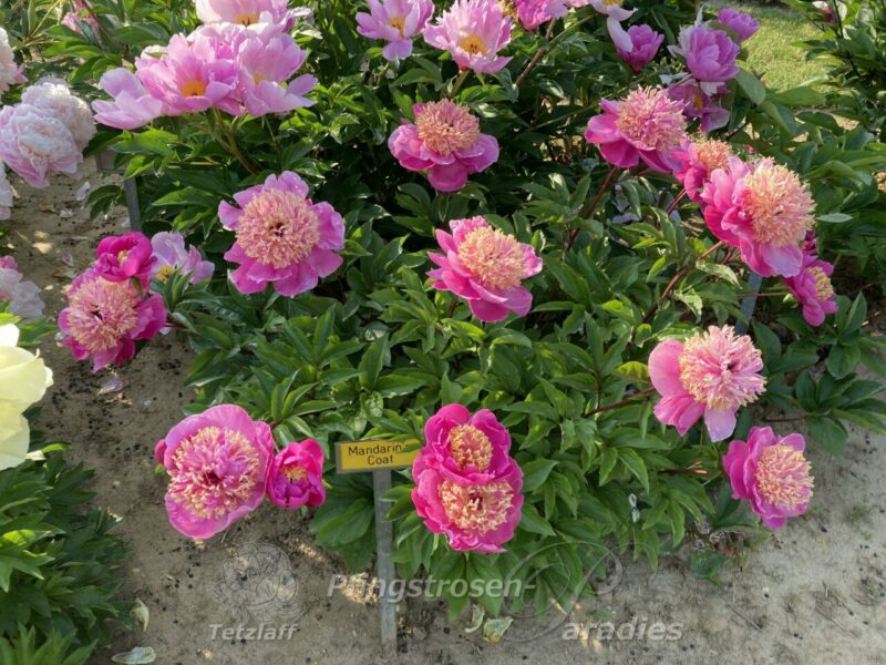 pfingstrose-paeonia-peony-Mandarin's Coat