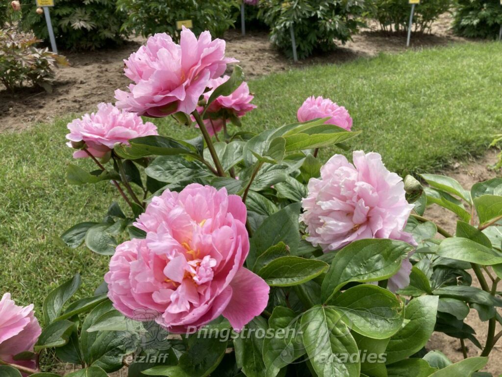 Paeonia 'Manitowoc Maiden' PfingstrosenParadies Tetzlaff