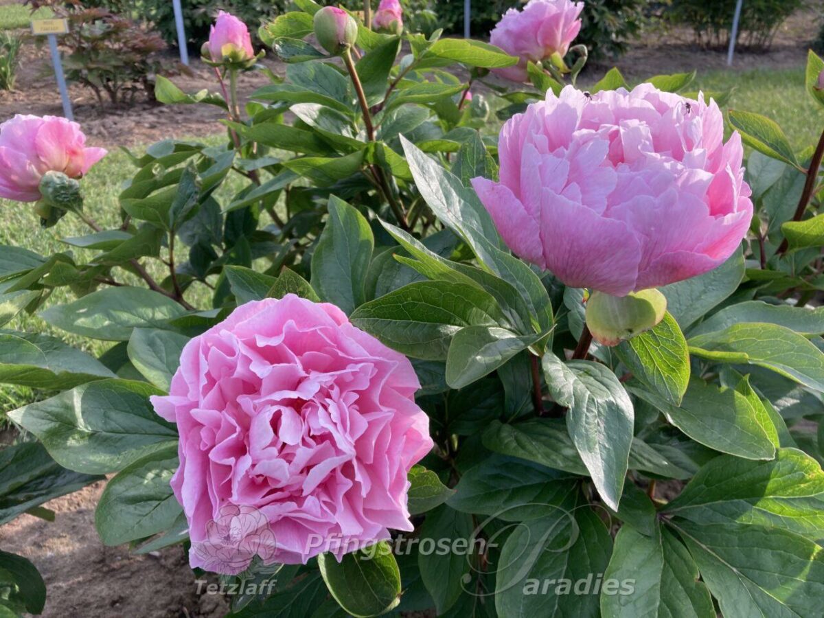 pfingstrose-paeonia-peony-Manitowoc Maiden