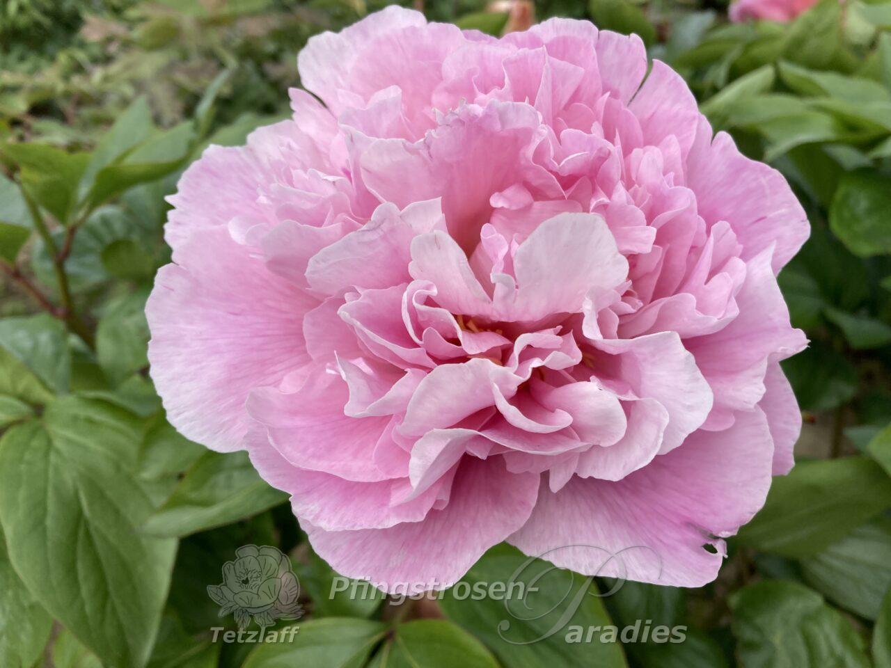 Пион манитовок мейден фото и описание Paeonia 'Manitowoc Maiden' Pfingstrosen-Paradies Tetzlaff