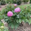 pfingstrose-paeonia-peony-Manitowoc Maiden