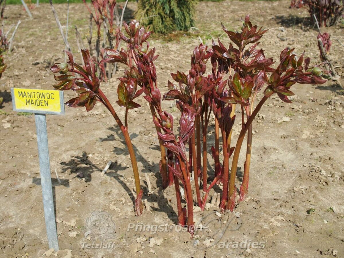 pfingstrose-paeonia-peony-Manitowoc Maiden