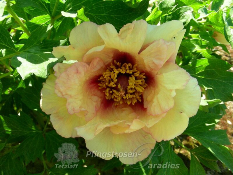 pfingstrose-paeonia-peony-Manon