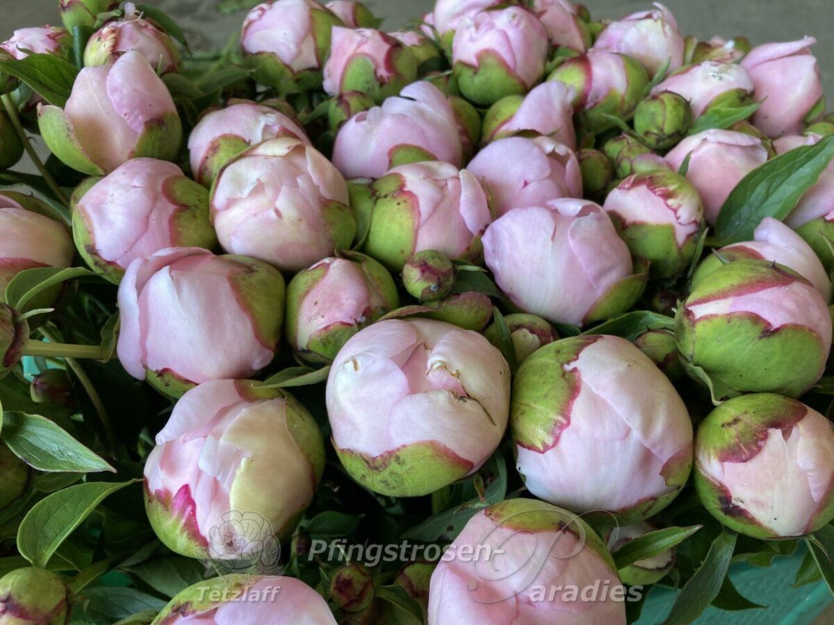 pfingstrose-paeonia-peony-Marylen