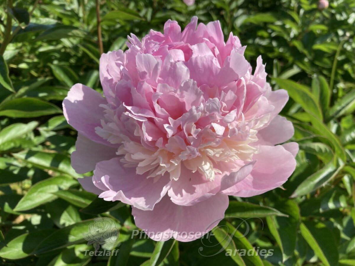 pfingstrose-paeonia-peony-Marylen