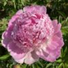 pfingstrose-paeonia-peony-Marylen