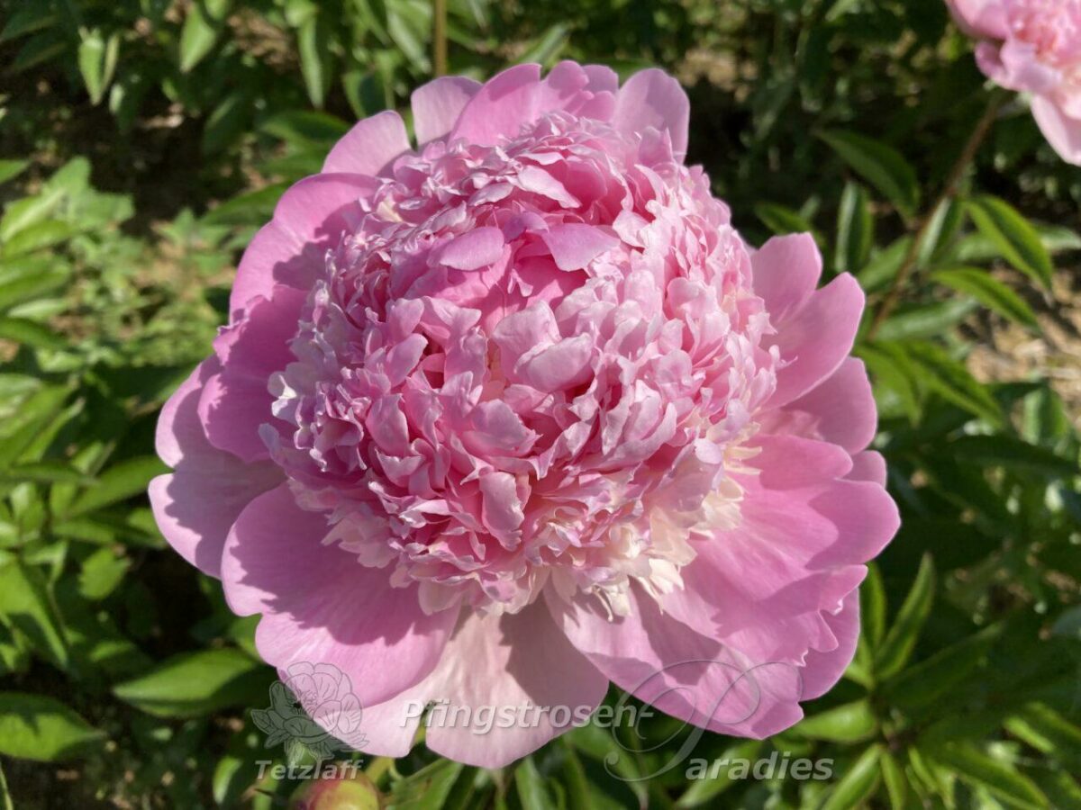 pfingstrose-paeonia-peony-Marylen