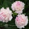 pfingstrose-paeonia-peony-Marylen