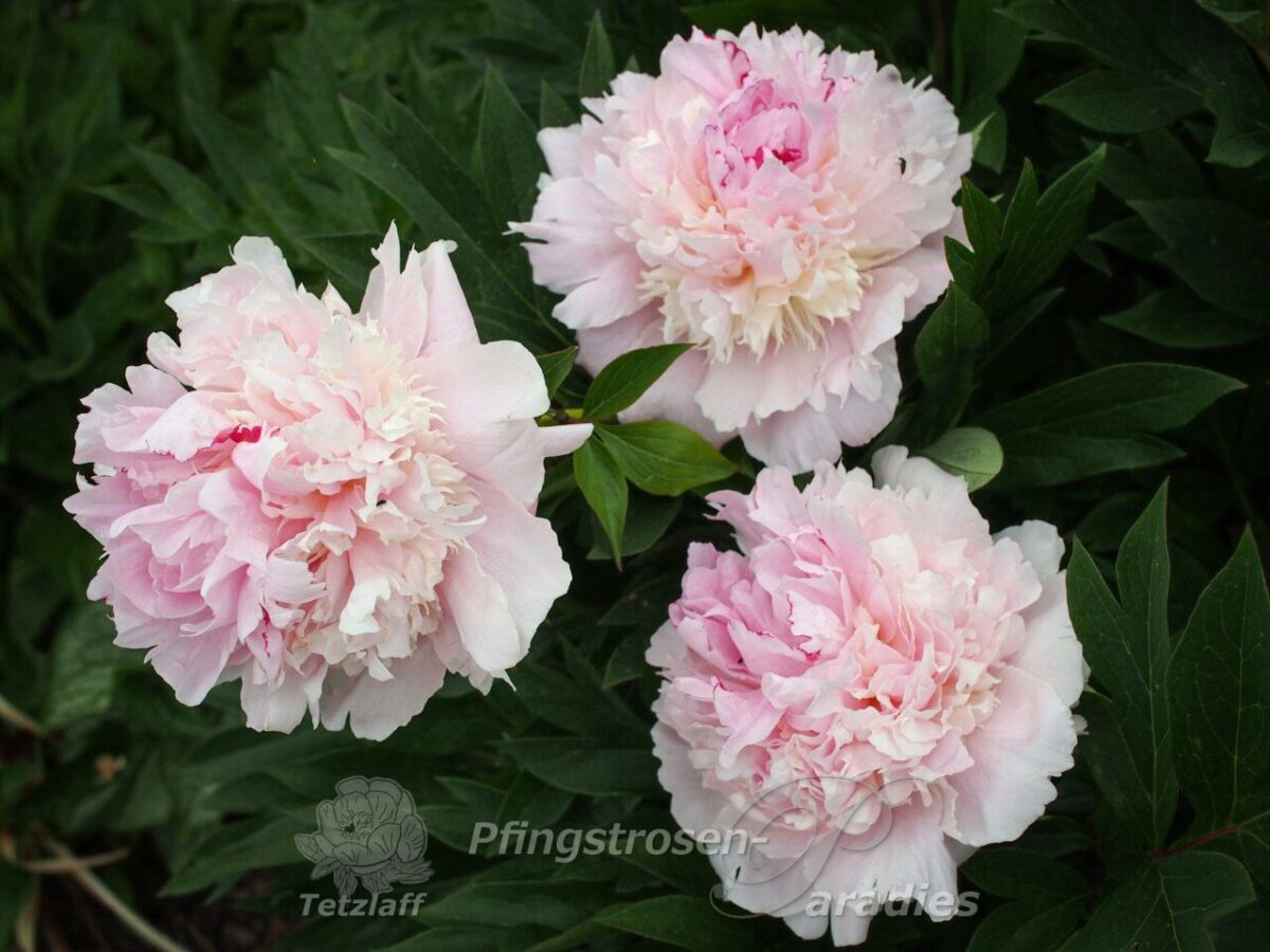 pfingstrose-paeonia-peony-Marylen