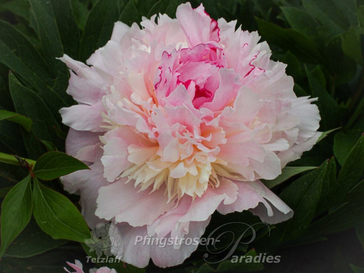 pfingstrose-paeonia-peony-Marylen