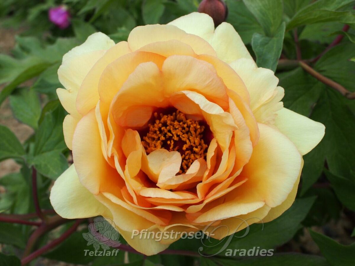 pfingstrose-paeonia-peony-Mekatharra