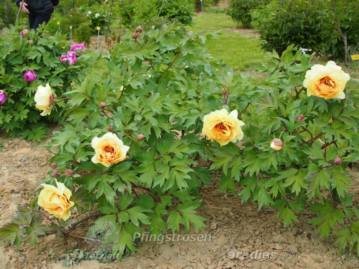 pfingstrose-paeonia-peony-Mekatharra