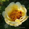 pfingstrose-paeonia-peony-Millenium Gold