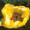 Pfingstrose Paeonia peony Mine d´Or