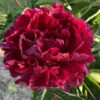 pfingstrose-paeonia-peony-Monsieur Martin Cahuzac