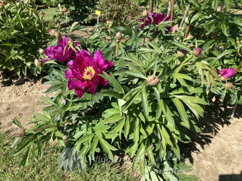 pfingstrose-paeonia-peony-Monring Lilac