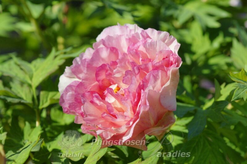 pfingstrose-paeonia-peony-Musetta