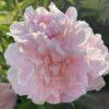 Peony My Love