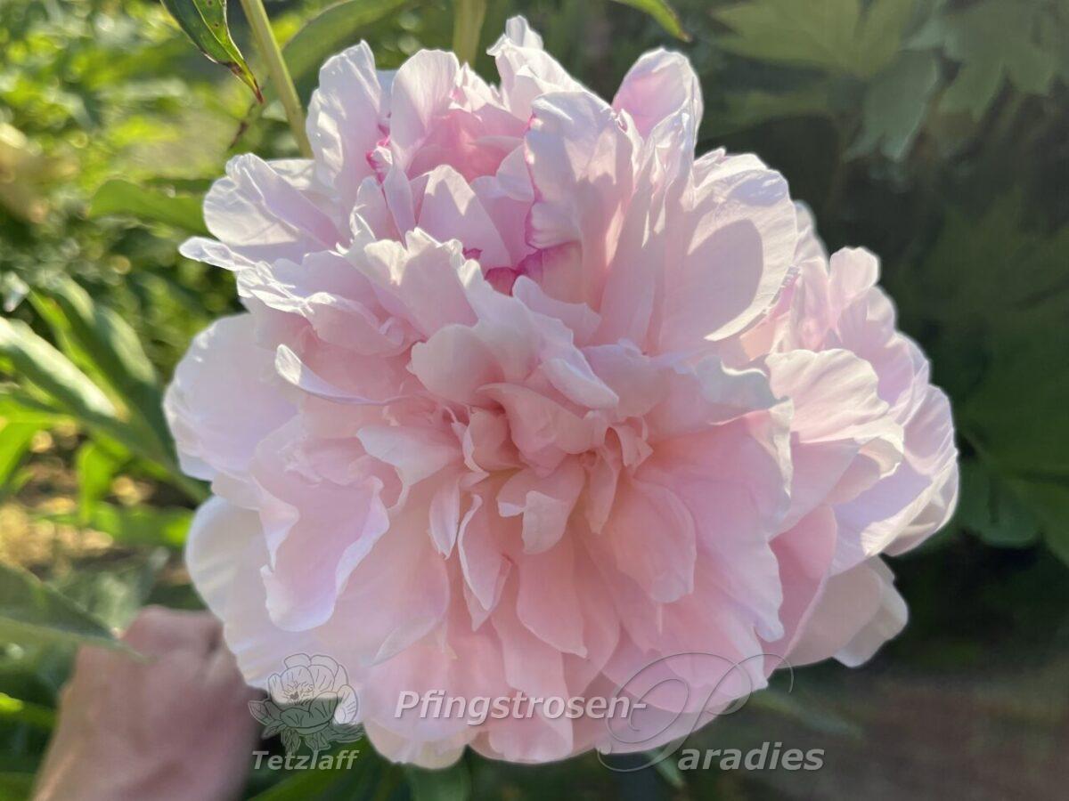 Peony My Love