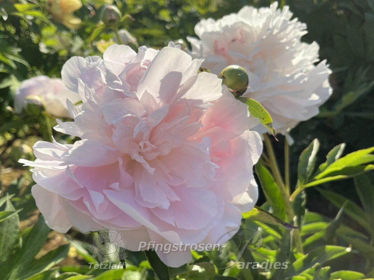 Peony My Love