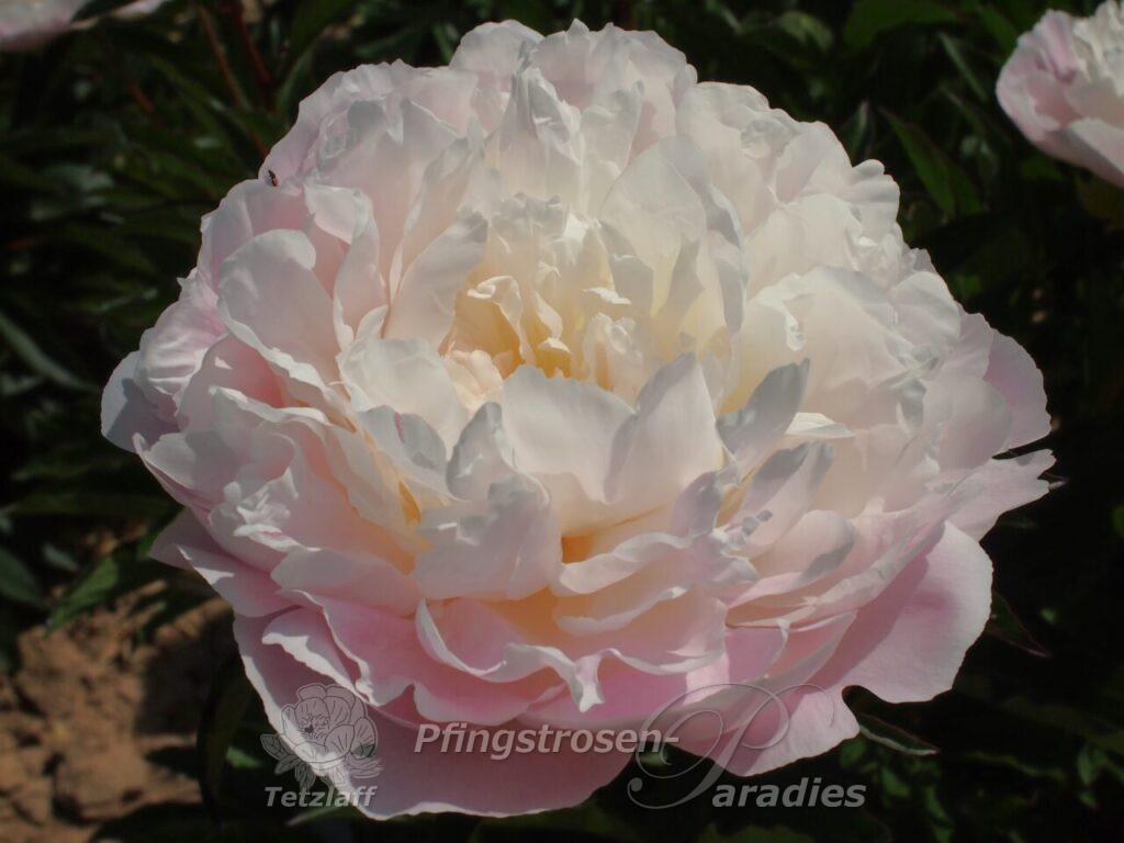 Paeonia 'Nancy Nicholls' | Pfingstrosen-Paradies Tetzlaff