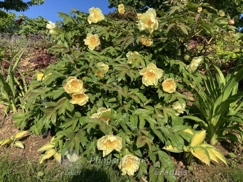 pfingstrose-paeonia-peony-Narcissus