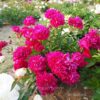 pfingstrose-paeonia-peony-Nice Gal