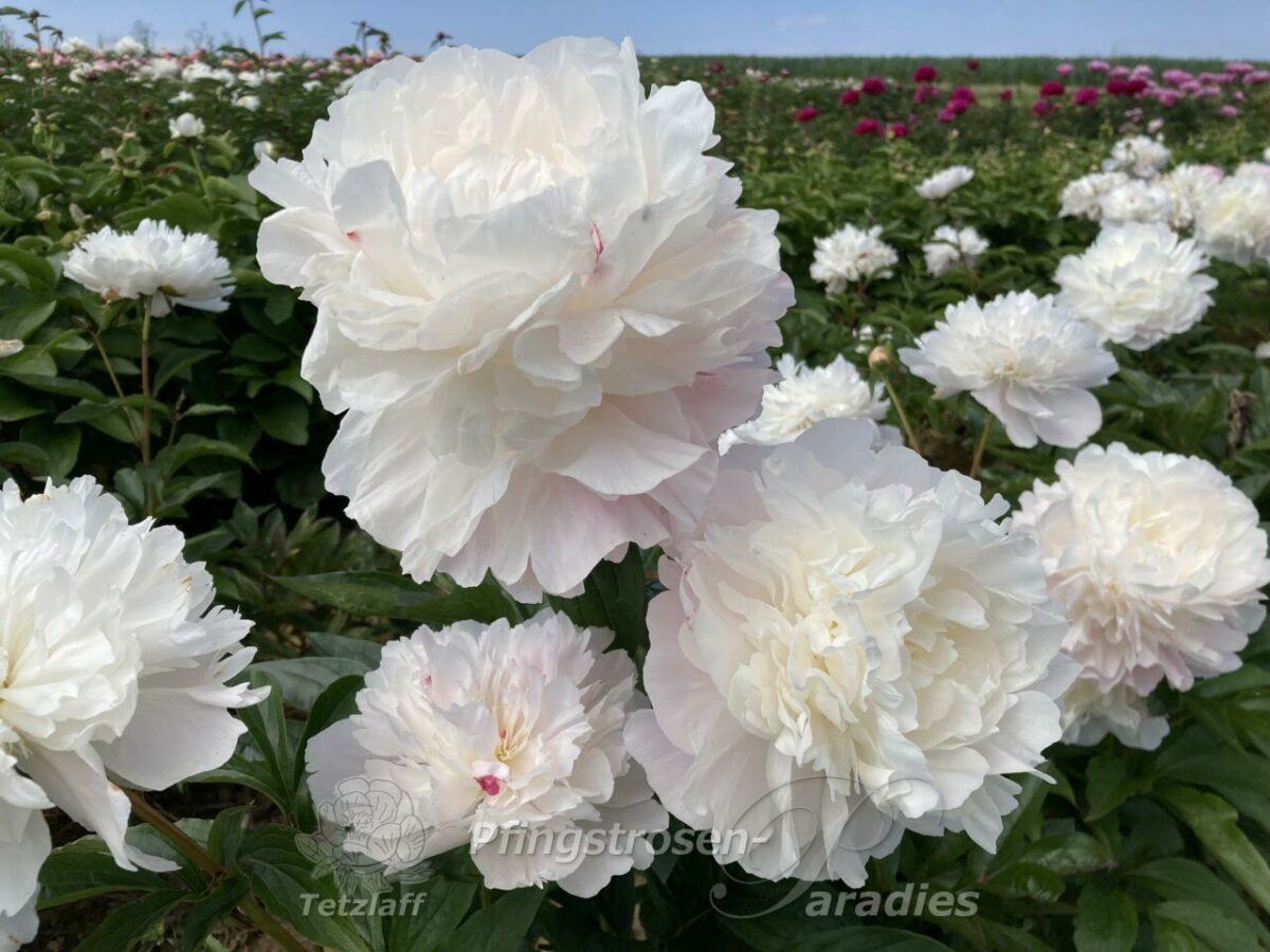 pfingstrose-paeonia-peony-Norma Volz