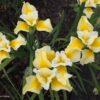 Northern Yellow