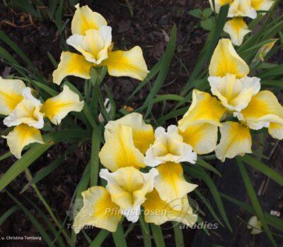 Northern Yellow