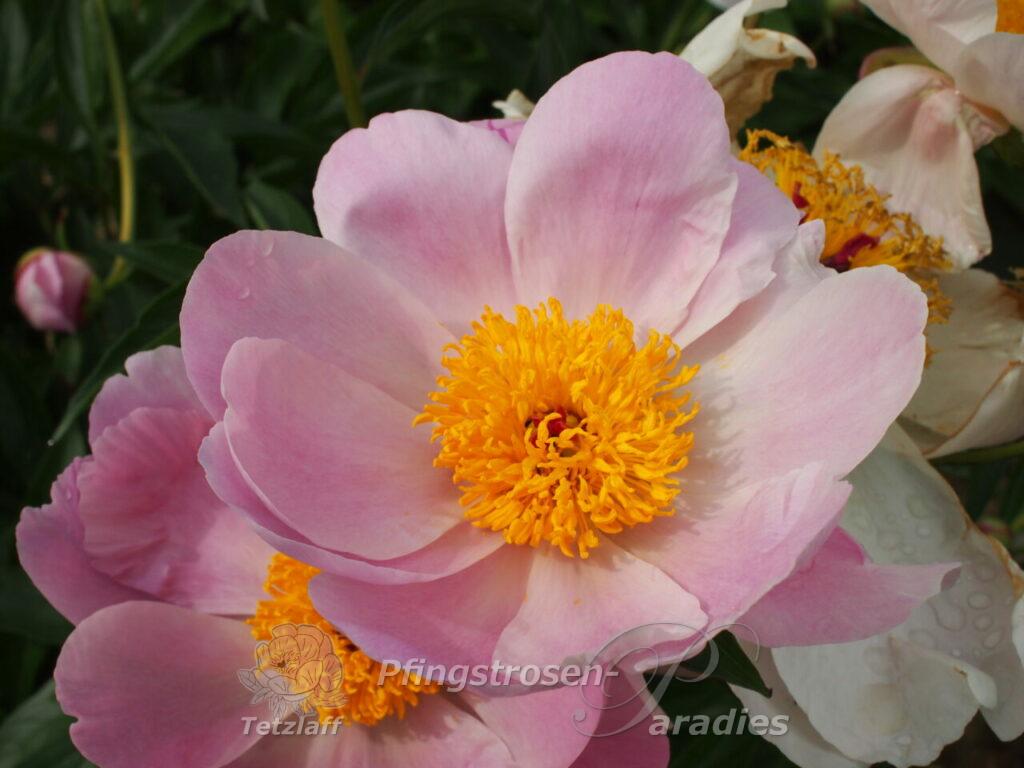 Paeonia 'Nymphe' PfingstrosenParadies Tetzlaff