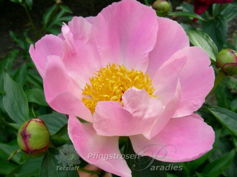 Paeonia 'Nymphe' | Pfingstrosen-Paradies Tetzlaff