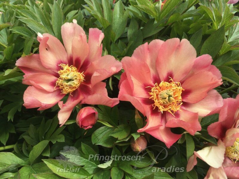 pfingstrose-paeonia-peony-Old Rose Dandy