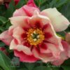 pfingstrose-paeonia-peony-Old Rose Dandy