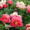 pfingstrose-paeonia-peony-Old Rose Dandy