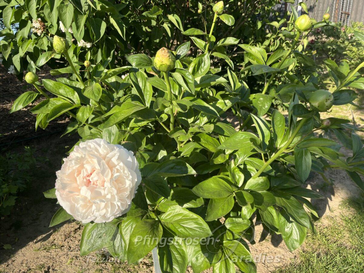 Peony Origin of Serenity