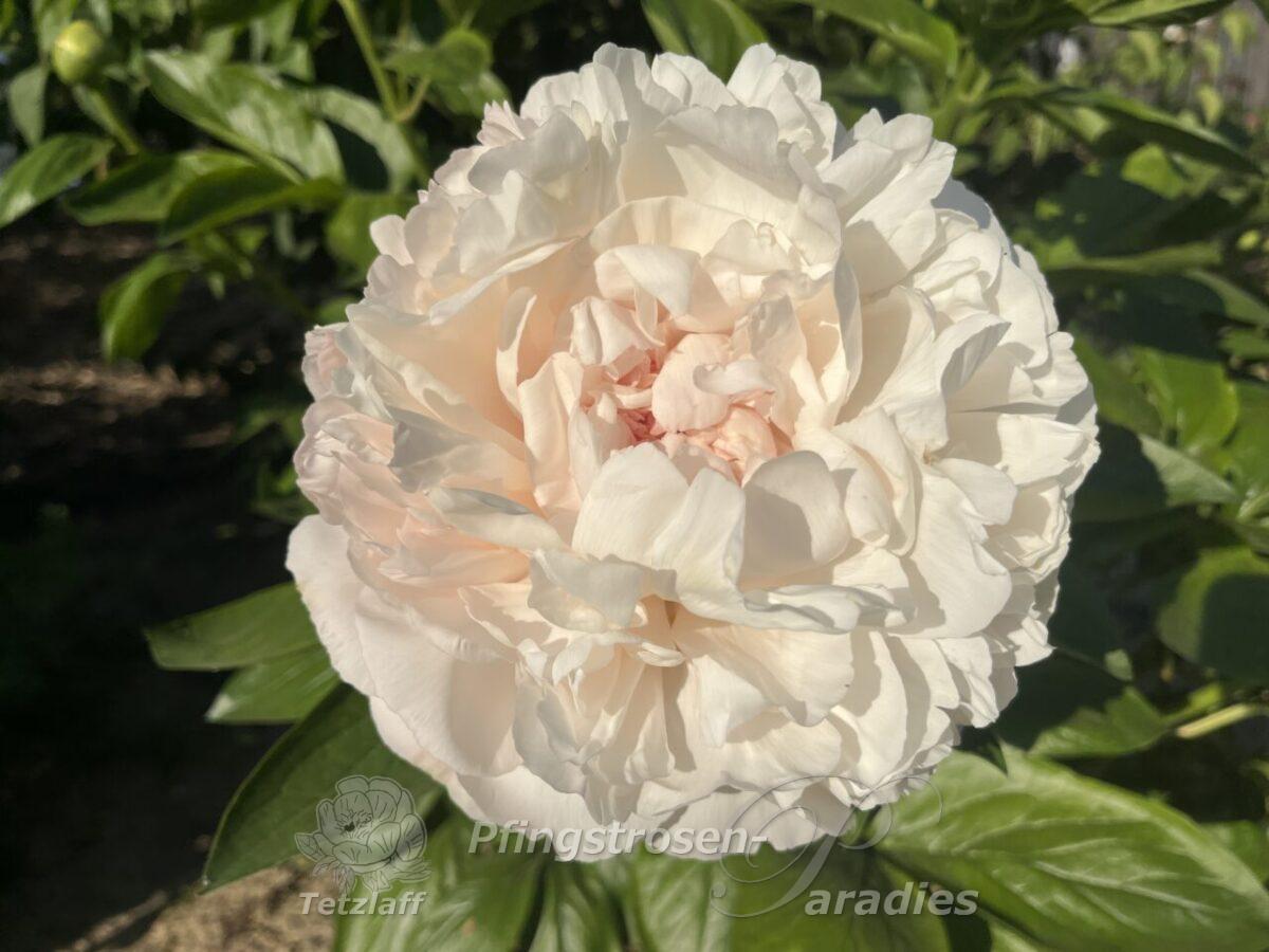 Peony Origin of Serenity