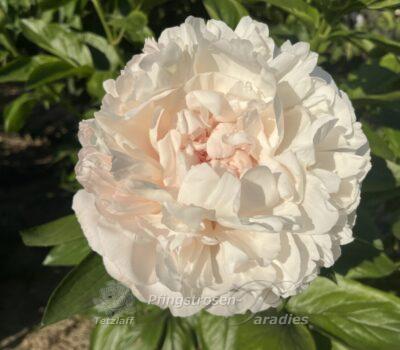 Peony Origin of Serenity