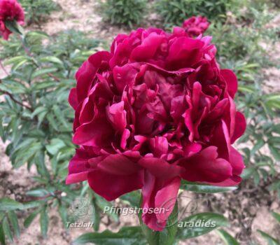 pfingstrose-paeonia-peony-Orlando Roberts