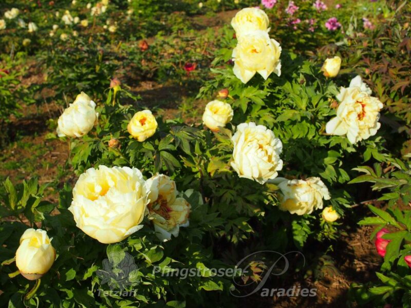 pfingstrose-paeonia-peony-Oukan