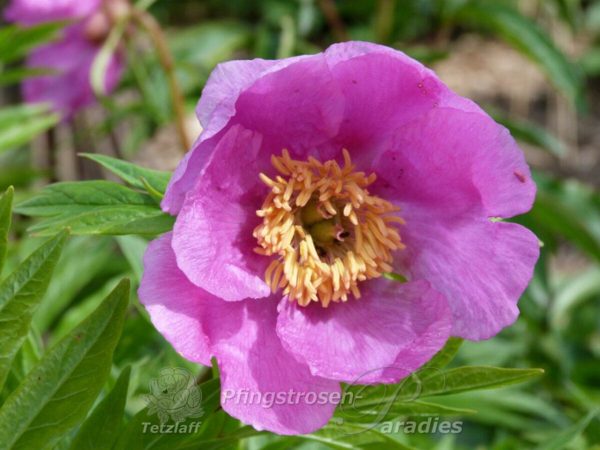 pfingstrose-paeonia-peony-P. veitschii