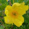 P. delavayi var. lutea Yellow Queen