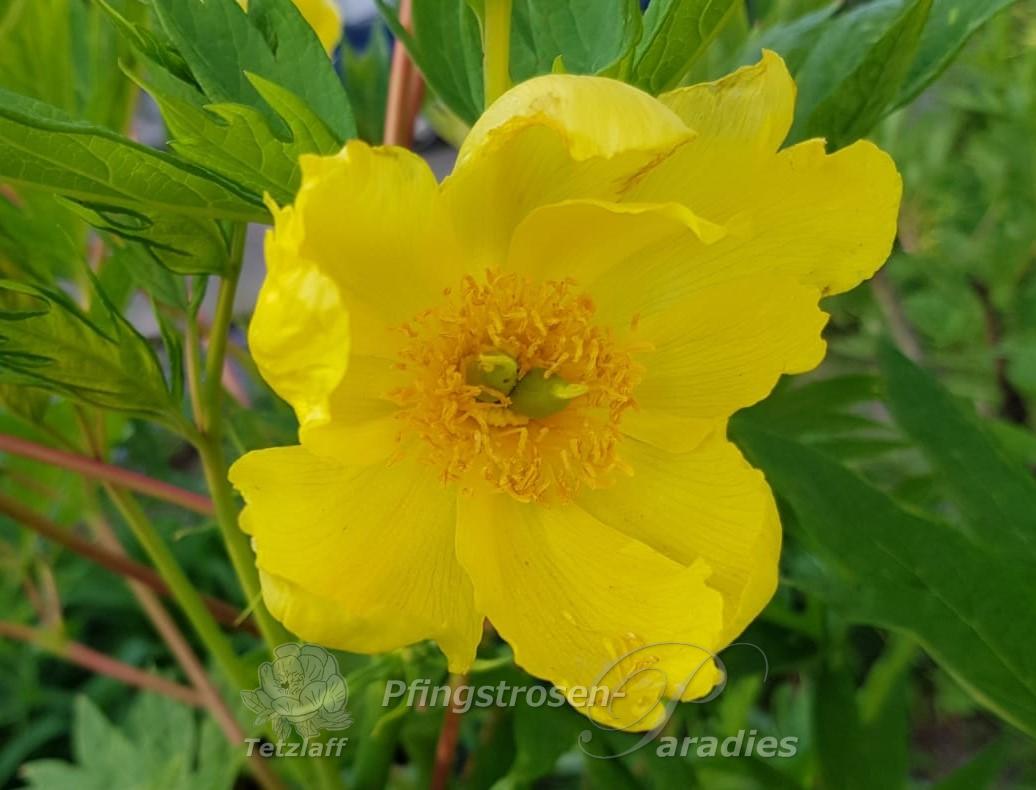 P. delavayi var. lutea Yellow Queen