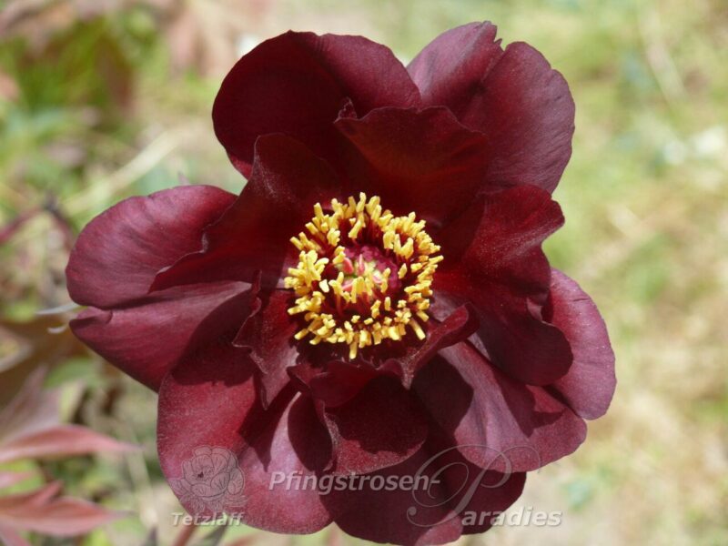 pfingstrose-paeonia-peony-Paeonia delavayi